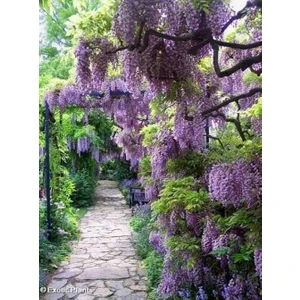 2 Yaşında Tüplü Mor Salkım (Wisteria Sinensis) Fidanı - Dikime Hazır