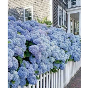 2 Adet 2 Yaşında Tüplü Ortanca (Hydrangea Macrophylla) Fidanı - Bahçeniz İçin Renkli ve Zarif Bir Seçim