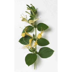 1-3 Yaş Arası Tüplü Hanımeli (Lonicera Japonica) Fidanı - Bahçeniz İçin Narin ve Kokulu Çiçekler