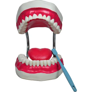 Diş Fırçalama ve Bakım Modeli