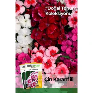 Patika Botanik 100 Adet Çin Karanfili (Dianthus Chinensis) Çiçek Tohumu