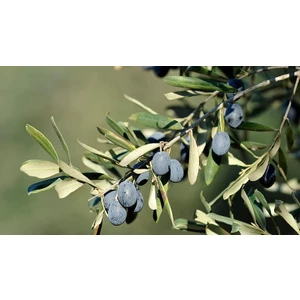 "3 Yaşında Gemlik Zeytin Fidanı - Bahçenize Sofralık Zeytinler"