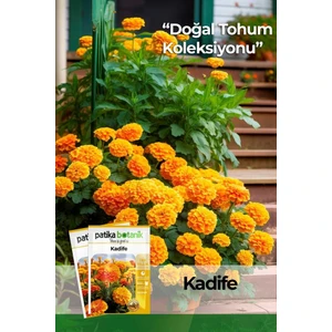 Patika Botanik 50 Adet Bodur Kadife Çiçek Tohumu (Tagetes L.)