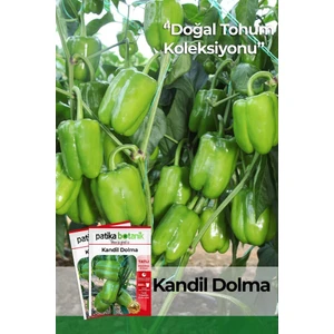 Patika Botanik 200 Adet Kandil  Biber Tohumu