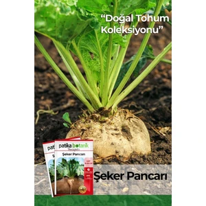 Patika Botanik 120 Adet Yerli Ata Şeker Pancarı Tohumu