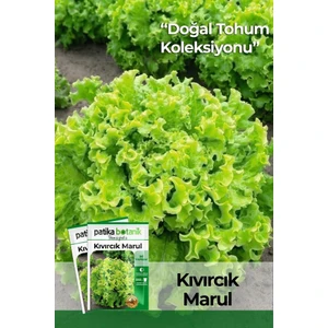 Patika Botanik 1500 Adet Yerli Ata Kıvırcık Marul Tohumu