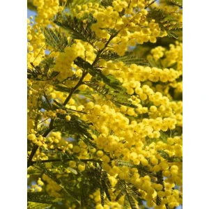 2 Yaşında Tüplü Mimoza Çiçeği (Acacia Dealbata) Fidanı - Bahçeniz Için Zarif ve Parlak Sarı Çiçekler