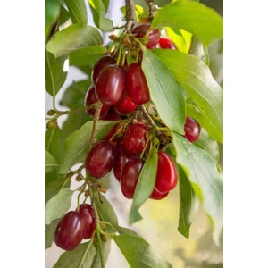 2 Yaşında Tüplü Kırmızı Kızılcık (Cornus Mas) Fidanı - Bahçeniz Için Şifalı ve Lezzetli Bir Meyve