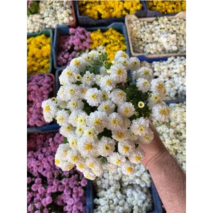 Isparta Gülü Kasımpatı Çiçeği Karışık Renk 10-20 cm