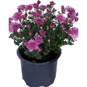 Isparta Gülü Pembe Renk Kasımpatı  Krizantem Chrysanthemum Çiçeği 10-20 cm