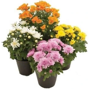 Isparta Gülü Kasımpatı Krizantem Chrysanthemum Karışık Renk Saksılı 10-20 cm