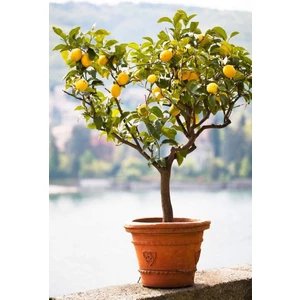 EVİM BAHÇEM Limon Fidanı 5 Yaşında Büyük Yaş Yetişmiş  Limon Ağacı Fidanı  Limon Fidesi