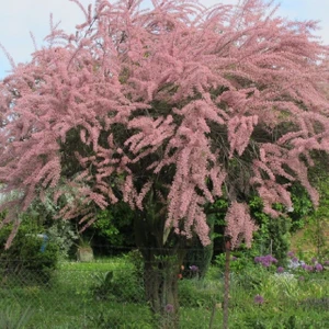 Hızlı Büyüyen Ilgın Ağacı Fidanı - 1-2 Yaş, Saksılı, Dekoratif Ağaç"