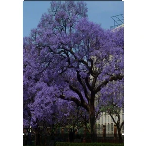 Tüplü Jakaranda Fidanı 30/40CM
