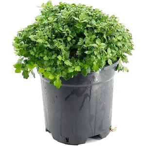 Isparta Gülü Kasımpatı Krizantem Chrysanthemum Çiçeği, 2'li Set Pembe Sarı
