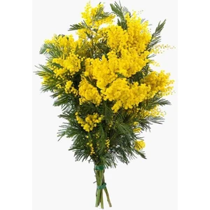 "2 Adet 2 Yaşında Mimoza Fidanı - Zarif, Kokulu ve Göz Alıcı"