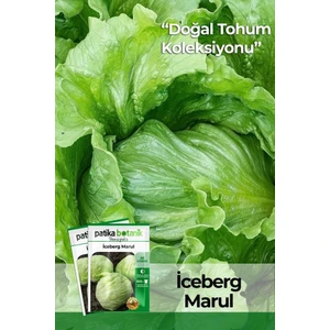 Patika Botanik 1000 Adet Göbek Iceberg Marul Tohumu