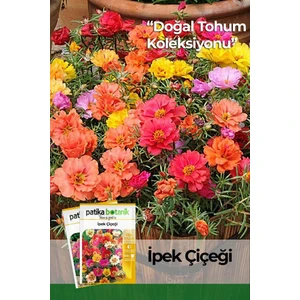 Patika Botanik 100 Adet İpek - Şellaki (Portulaca Grandiflora) Çiçek Tohumu