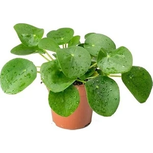 Pilea Çin Para Çiçeği 10- 20 cm