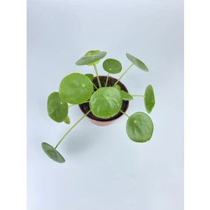 Çin Para Çiçeği Ev Salon Çiçeği Pilea Çiçeği Peperomioides