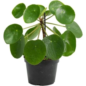 Çin Para Ağacı Pilea Peperomioides 10-20 cm