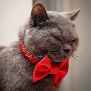 Lusi Doog Isimli Papyonlu Kedi Boyun Tasması Papyonlu Kedi Tasması Kişiye Özel Papyonlu Tasma