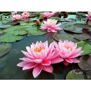Murat Tohumculuk Pembe Lotus Tohumu Nilüfer Çiçeği Tohumu