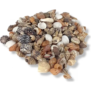 Deniz Kabuğu Karışık Minik 100 gr