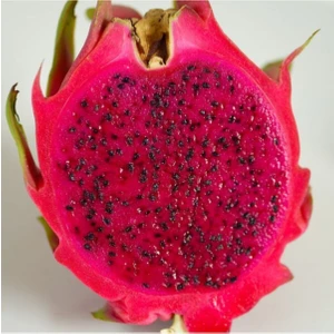 60 Adet Pitaya Ağacı Tohumu Ithal Kırmızı Pitaya Tohum Ejder Meyvesi Tohumu