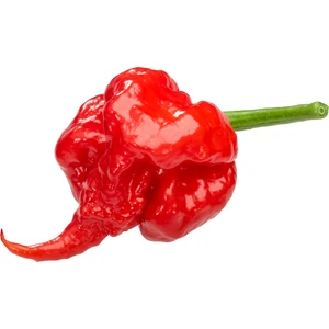 Murat Tohumculuk Murattohumculuk Dünyanın En Acı Biberi Tohumu (Carolina Reaper) 5 Adet Tohum
