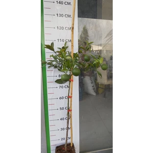 Tüplü Fidan Şeker Portakal