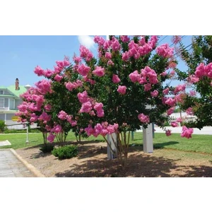 Oya Ağacı Fidanı Pembe ( Tüplü) 30 -40 cm