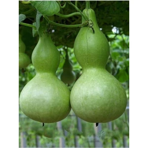 10 Adet Su - Et Kabağı Ata Yerli Tohum