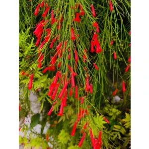 Bitkim Sende Kırmızı Mercan Çiçeği Fidanı 30-50Cm