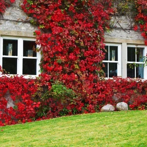 Amerikan Sarmaşığı