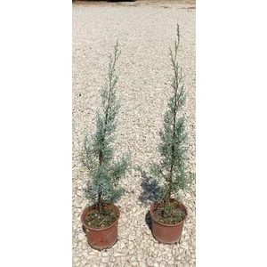İnci Fidanlığı Aşılı Mavi Servi (40-50cm) (2'li)