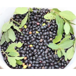 Defnetohumu Teynel Tohumu 1 kg