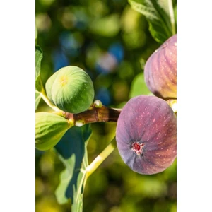 Kaplıca Fidancılık 2 Adet - Durdane ( Bursa Siyahı ) Siyah İncir Fidanı 3 Yaş