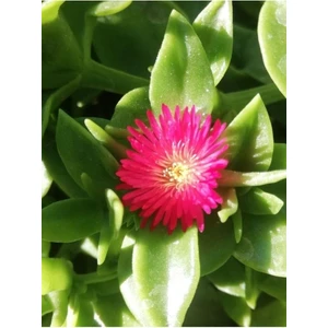 Buz Çiçeği Fidesi (Yaz Kis Cicek Acabilen Cicek )