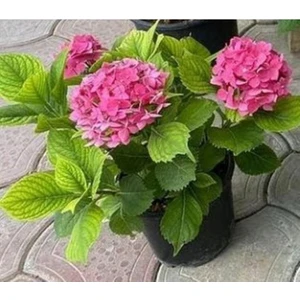 Fuşya Canlı Çiçek Ortanca Pembe Hydrangea Macrophylla 10-20 cm