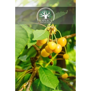 Kaplıca Fidancılık Starks Gold Beyaz Kiraz Fidanı 3 Yaş