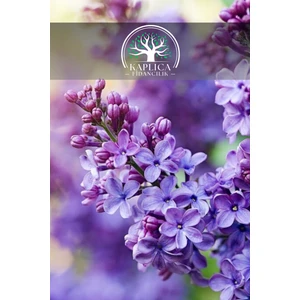 Kaplıca Fidancılık Tüplü Mor Yapraklı Leylak Fidanı 2 Yaş