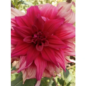100 Adet Dev Yıldız Dahlia Yumrusu Soğanı ..6 cm Yeni Mahsul,,karışık Renk