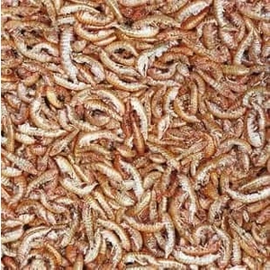 Tropıcal Gammarus 50 gr Tatlı Su Karidesi