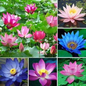 4 Adet Karışık Renklerde Lotus (Nilüfer) Çiçeği Tohumu