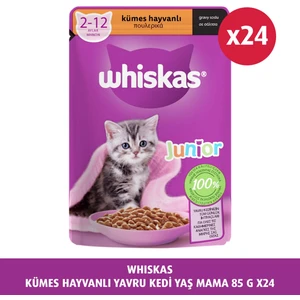 Yavru Kümes Hayvanlı 85 gr 24X
