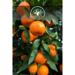 Kaplıca Fidancılık Tüplü Tatlı Mandalina Ağacı Fidanı 3 Yaş
