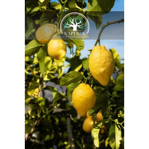 Kaplıca Fidancılık Tüplü Yediveren Aşılı Limon Ağacı Fidanı 3 Yaş