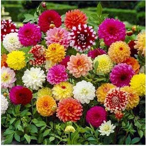 Batu Tarım 100 Adet Yıldız Dahlia Soğanı 7 cm Yeni Mahsul.