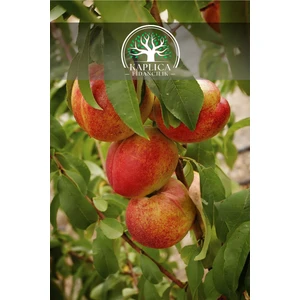 Kaplıca Fidancılık Nektarin Şeftali Fidanı 3 Yaş